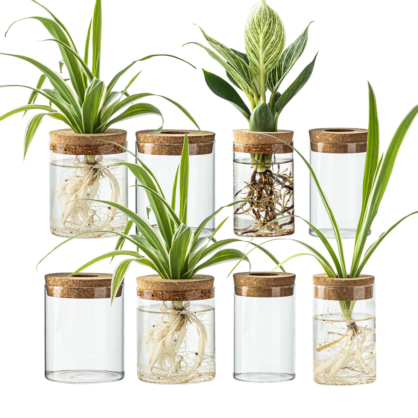 CHPINDAM large propagation bottle ideal for rooting cuttings on a sunny desk.