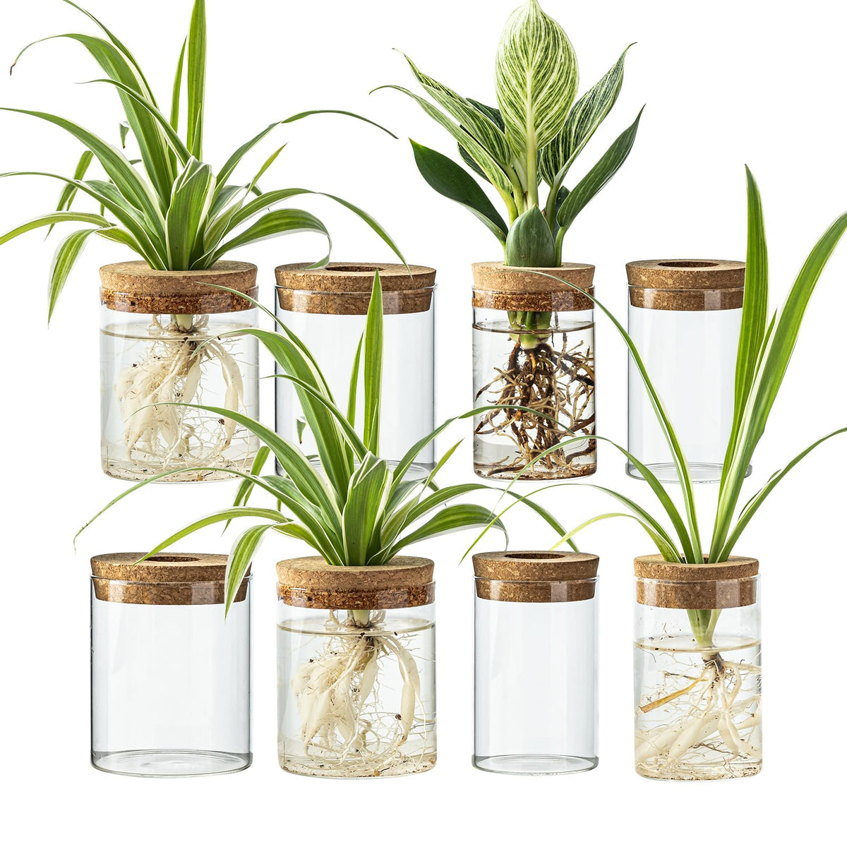 CHPINDAM large propagation bottle ideal for rooting cuttings on a sunny desk.