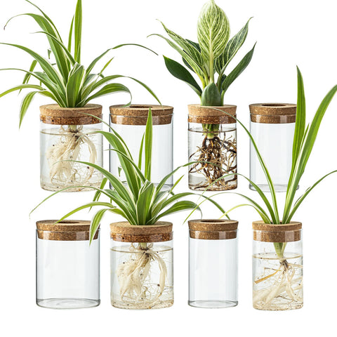 CHPINDAM large propagation bottle ideal for rooting cuttings on a sunny desk.