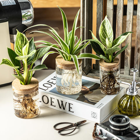 CHPINDAM small propagation bottle ideal for compact desk spaces.