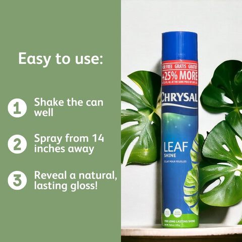 Chrysal Leaf Shine applied to leaves feels light and non-greasy.