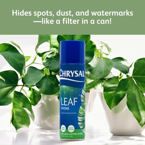 Chrysal Leaf Shine for florists and events enhances arrangements.