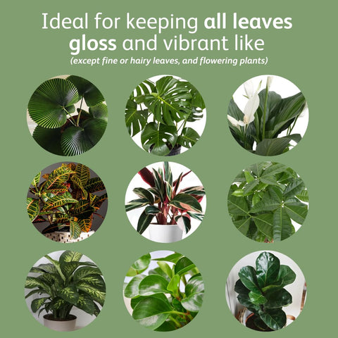 Chrysal Leaf Shine sprayed on leaves keeps foliage clean and hydrated.