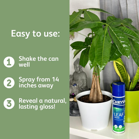 Chrysal Leaf Shine delivers shine that lasts up to four weeks.