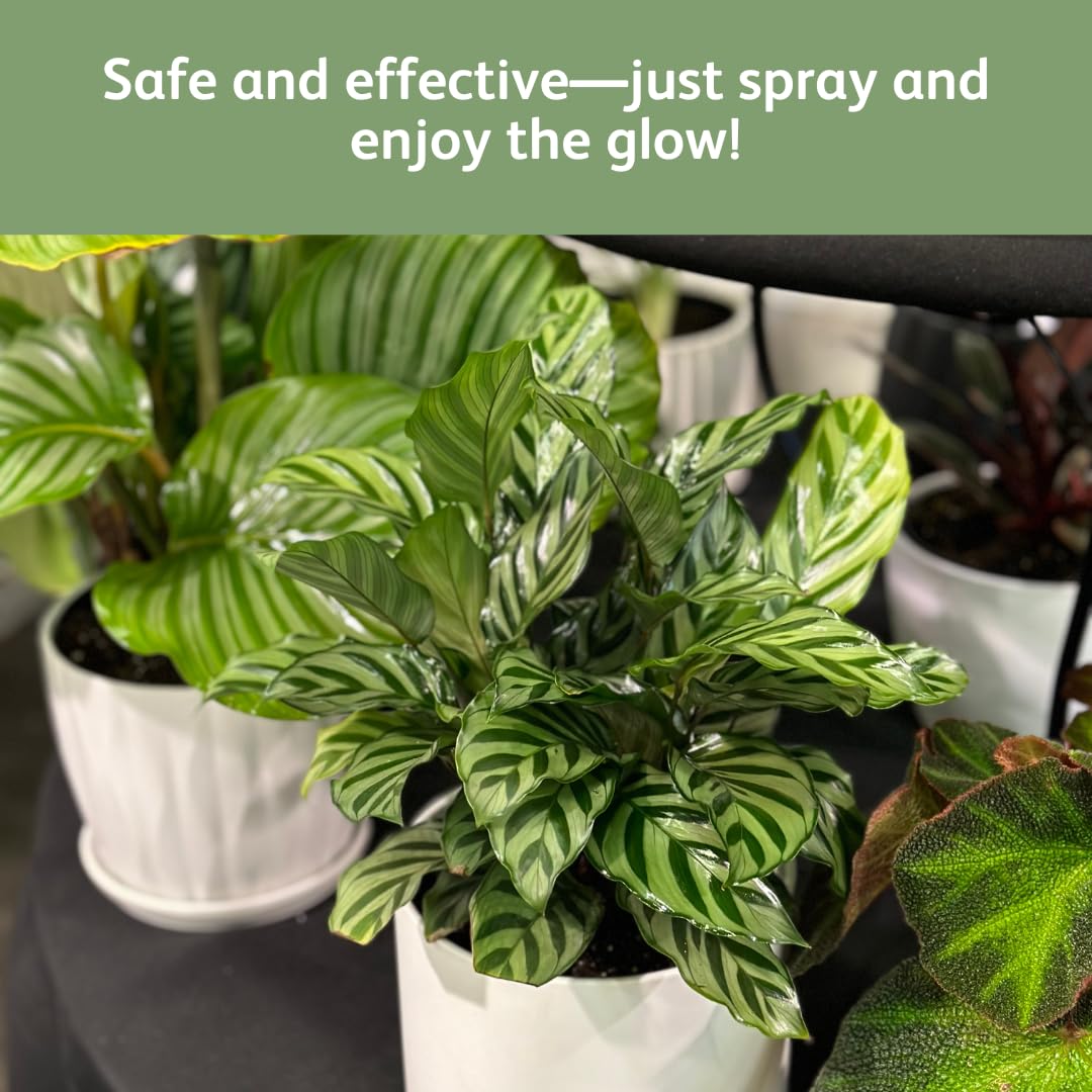 Chrysal Leaf Shine in an indoor plant collection enhances uniform gloss.