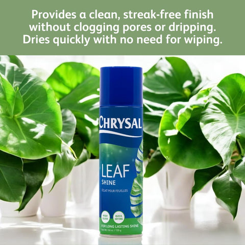 Chrysal Leaf Shine creates a protective layer on leaf surfaces.
