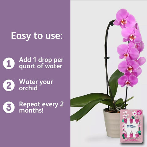 Chrysal Orchid Food Drops supporting bloom enhancement and vitality.