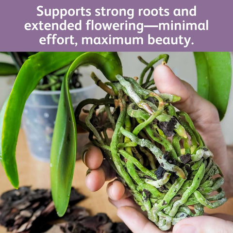Chrysal Orchid Food Drops promote root health and strong roots.