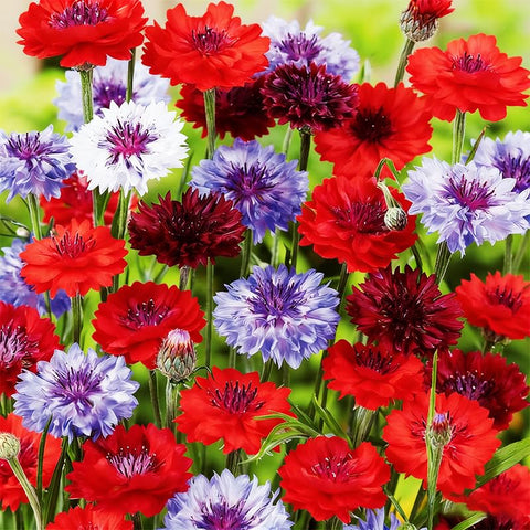 Chrysanthemum-cornflower mix bloom close-up showing varied colors for garden beds.