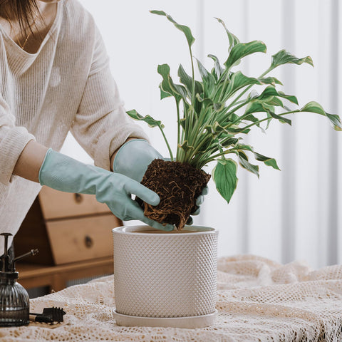 Chubacoo integrated saucer conceals drainage and makes moving the pot easier