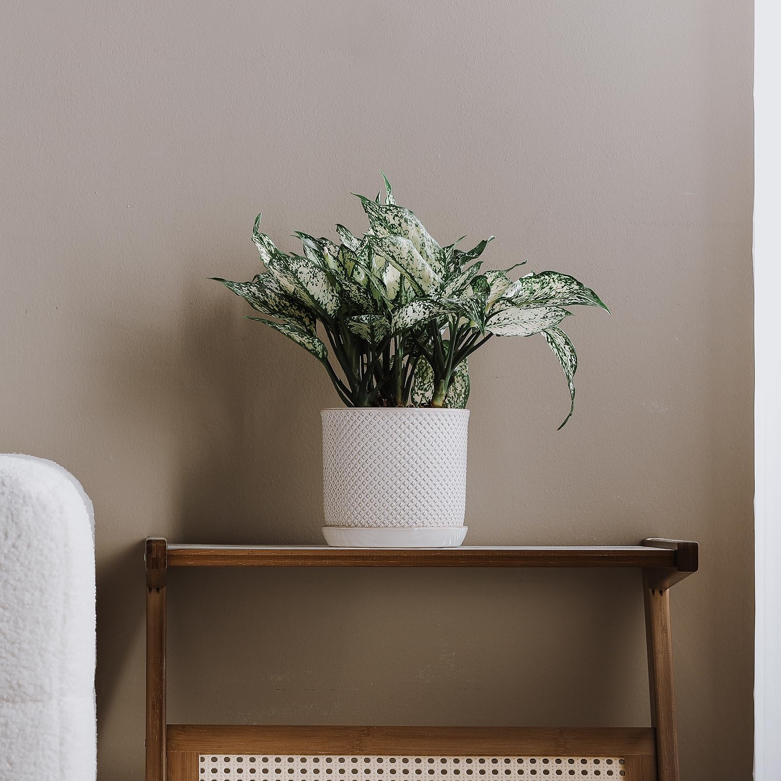 Chubacoo plant pot on windowsill, ideal for herbs or succulents.