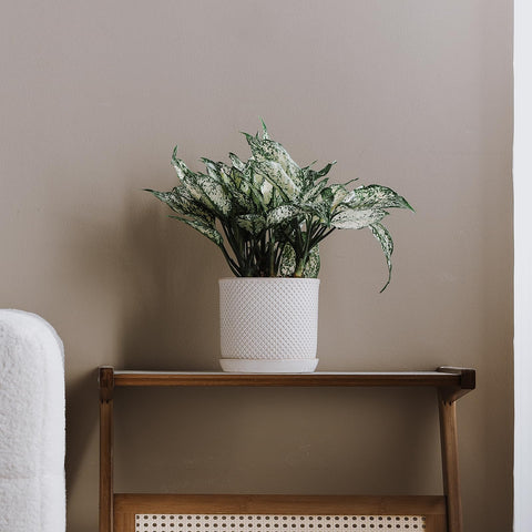 Chubacoo plant pot on windowsill, ideal for herbs or succulents.