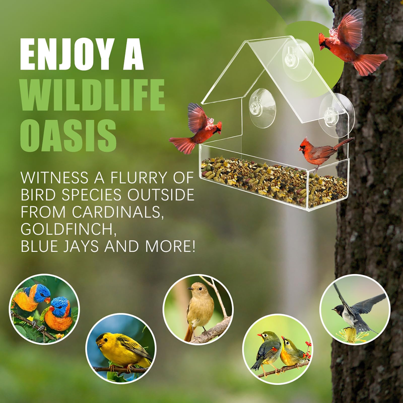 Chunhai clear acrylic bird feeder enhances garden decor while inviting local wildlife.