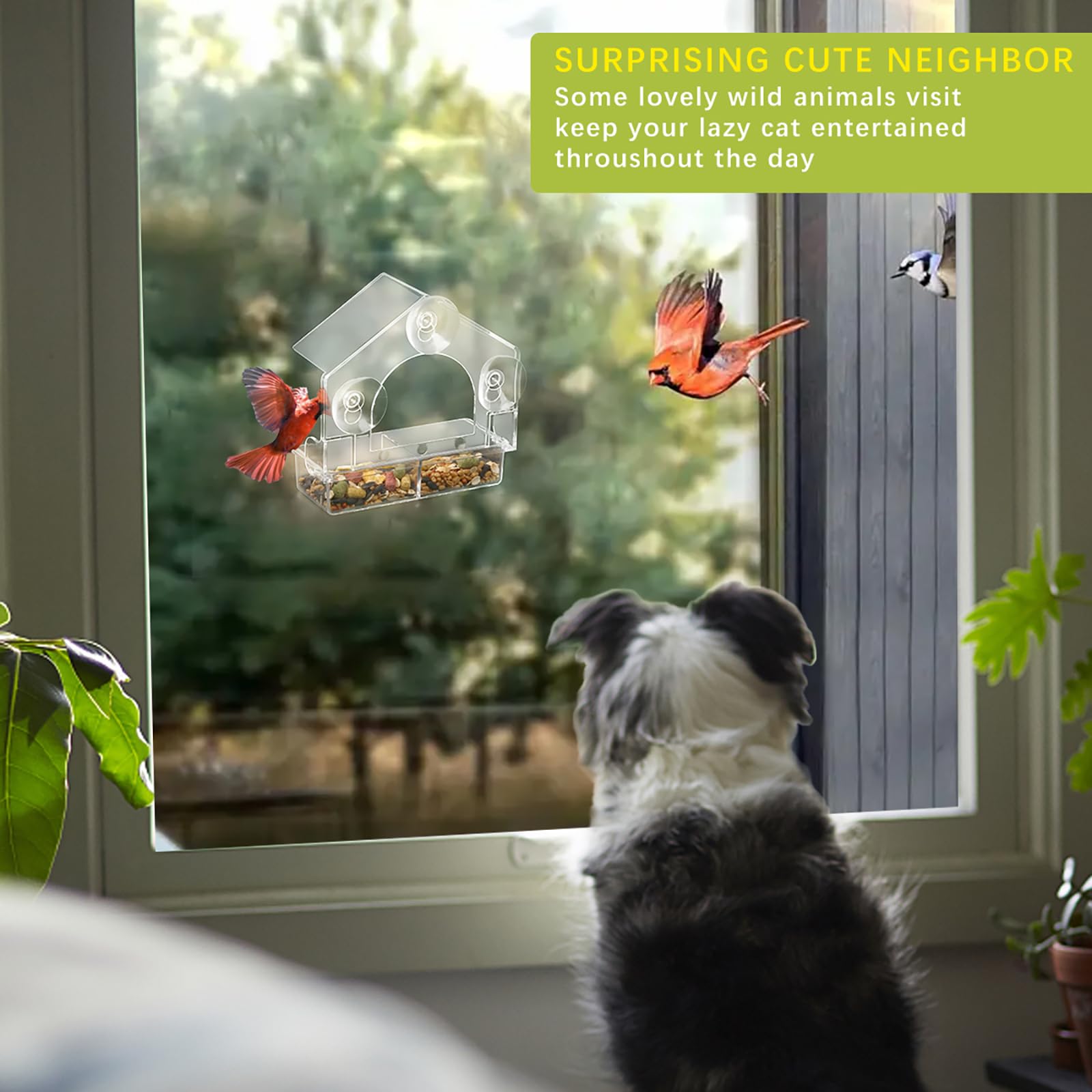 Chunhai secure glass mounting with multiple suction cups for stability.