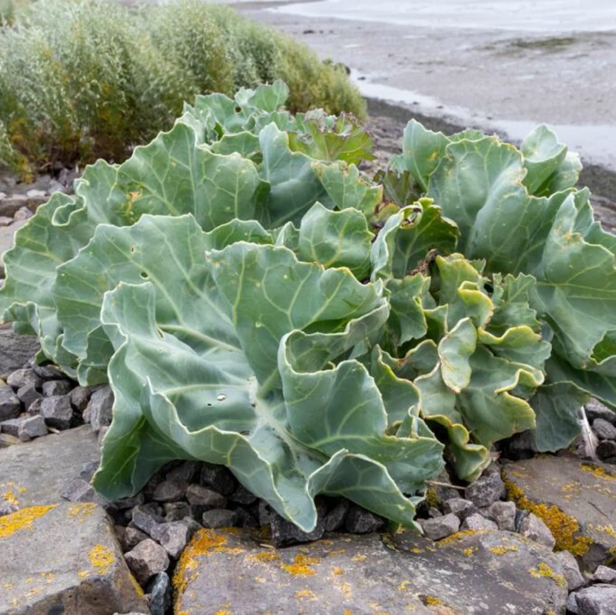 CHUXAY GARDEN Sea Kale Culinary Idea—greens for salads and sautés