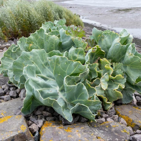 CHUXAY GARDEN Sea Kale Culinary Idea—greens for salads and sautés