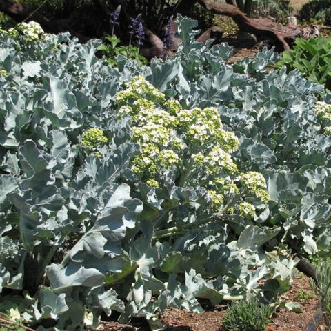 CHUXAY GARDEN Sea Kale Garden Bed—border plant offering edible harvests