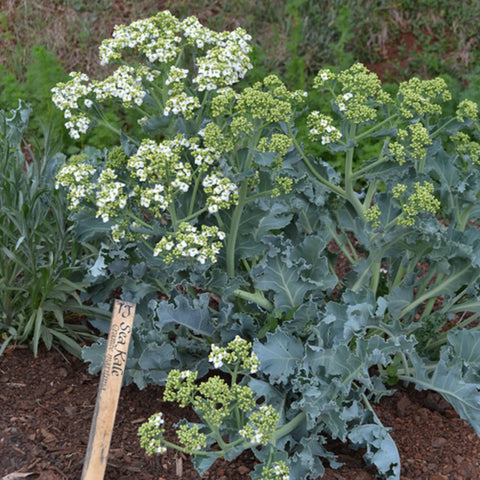 CHUXAY GARDEN Sea Kale Leaves—ornamental edible foliage with subtle flavor