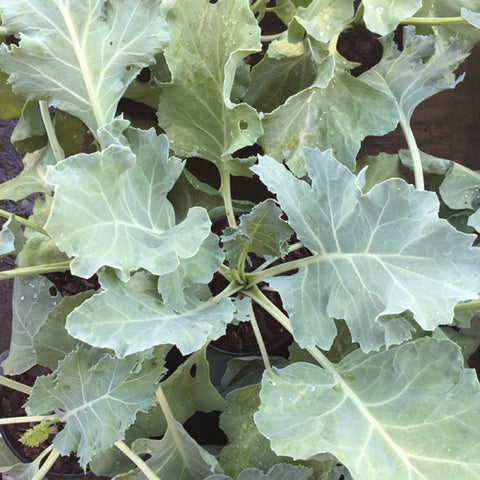 CHUXAY GARDEN Sea Kale Seed Closeup—non-GMO seeds primed for fresh greens