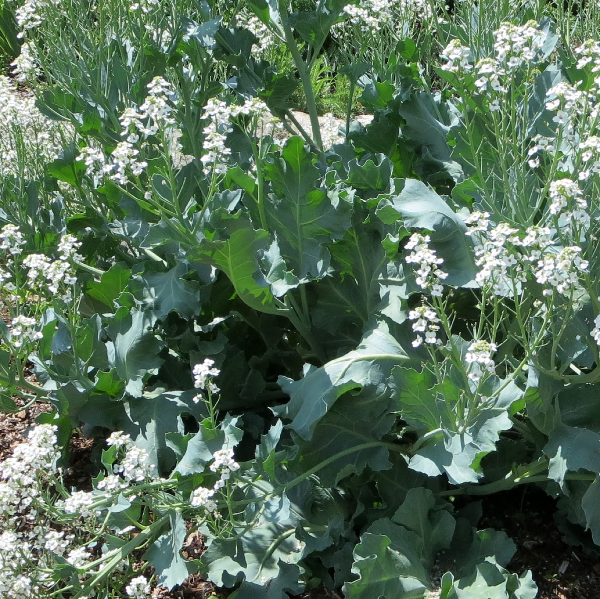 CHUXAY GARDEN Sea Kale Seed Packet—edible greens for home gardens and easy harvest