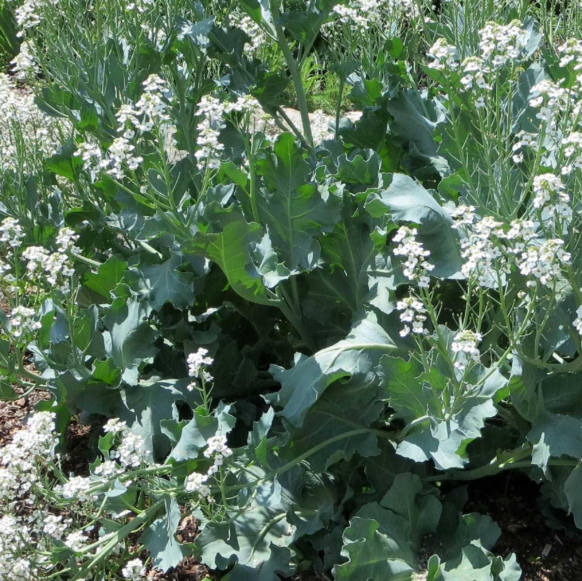 CHUXAY GARDEN Sea Kale Seed Packet—edible greens for home gardens and easy harvest
