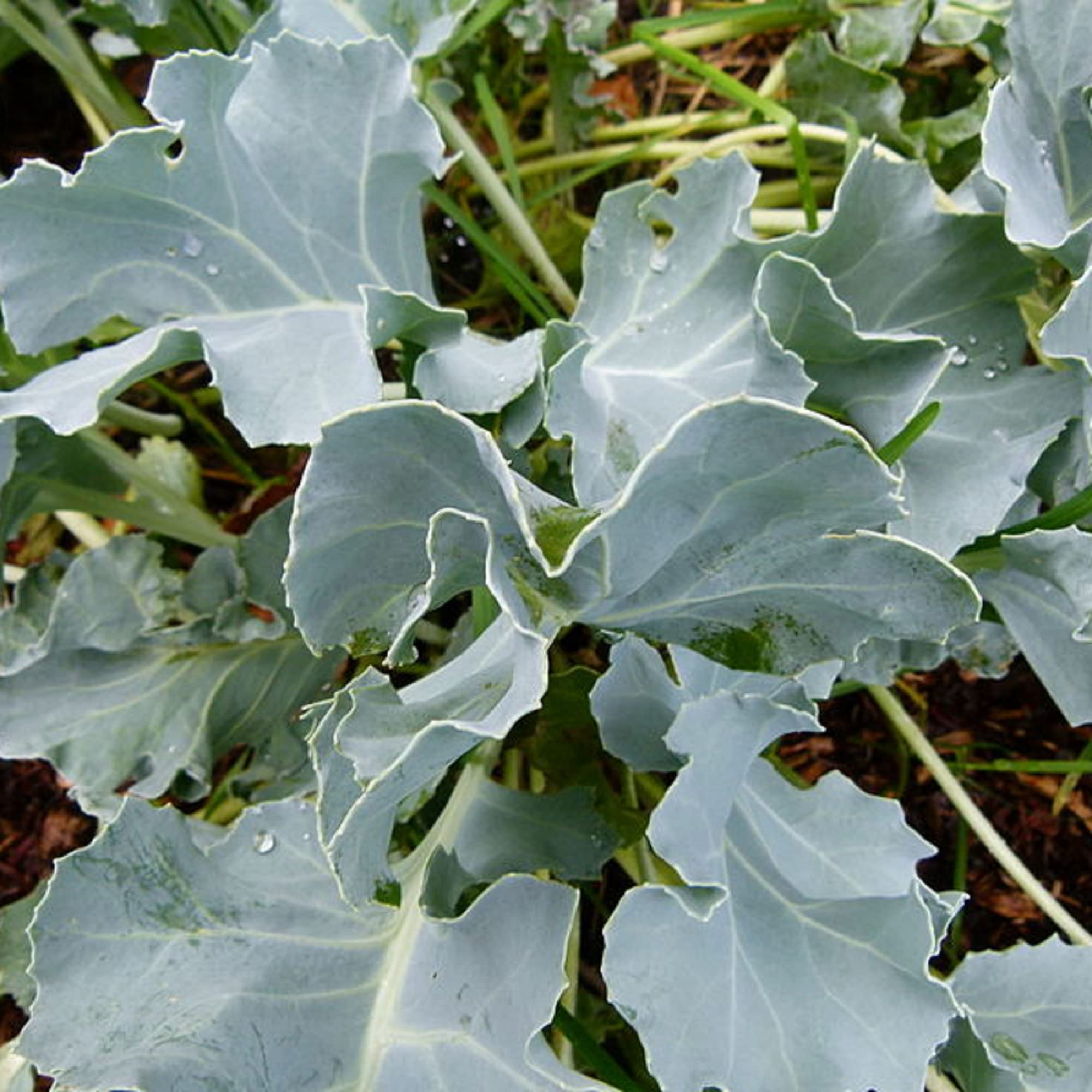 CHUXAY GARDEN Sea Kale Seedlings—perennial greens ready for garden beds