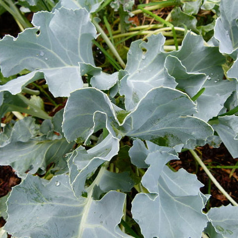 CHUXAY GARDEN Sea Kale Seedlings—perennial greens ready for garden beds