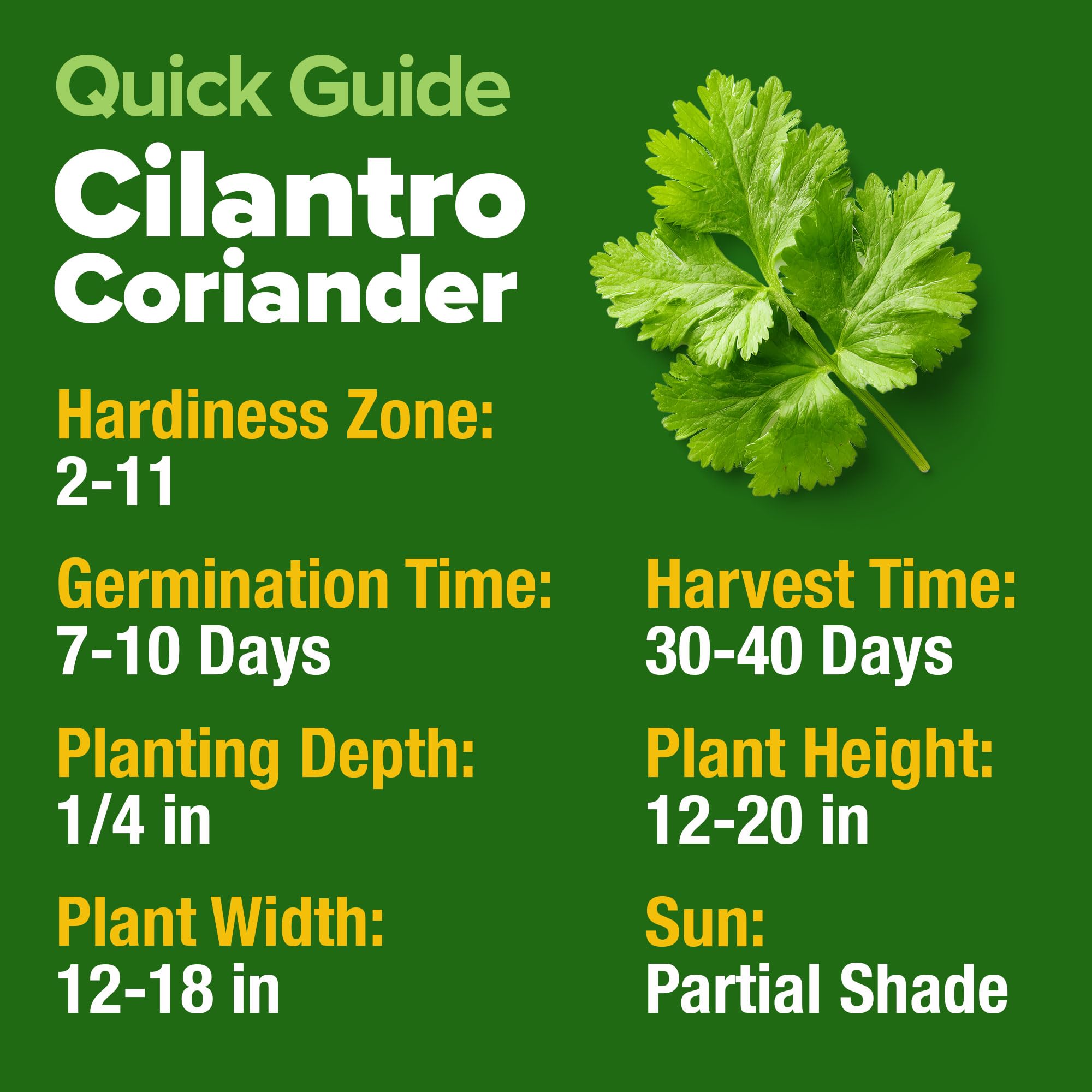 Cilantro seeds suited for hydroponics in home setups like AeroGarden systems.