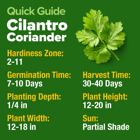 Cilantro seeds suited for hydroponics in home setups like AeroGarden systems.