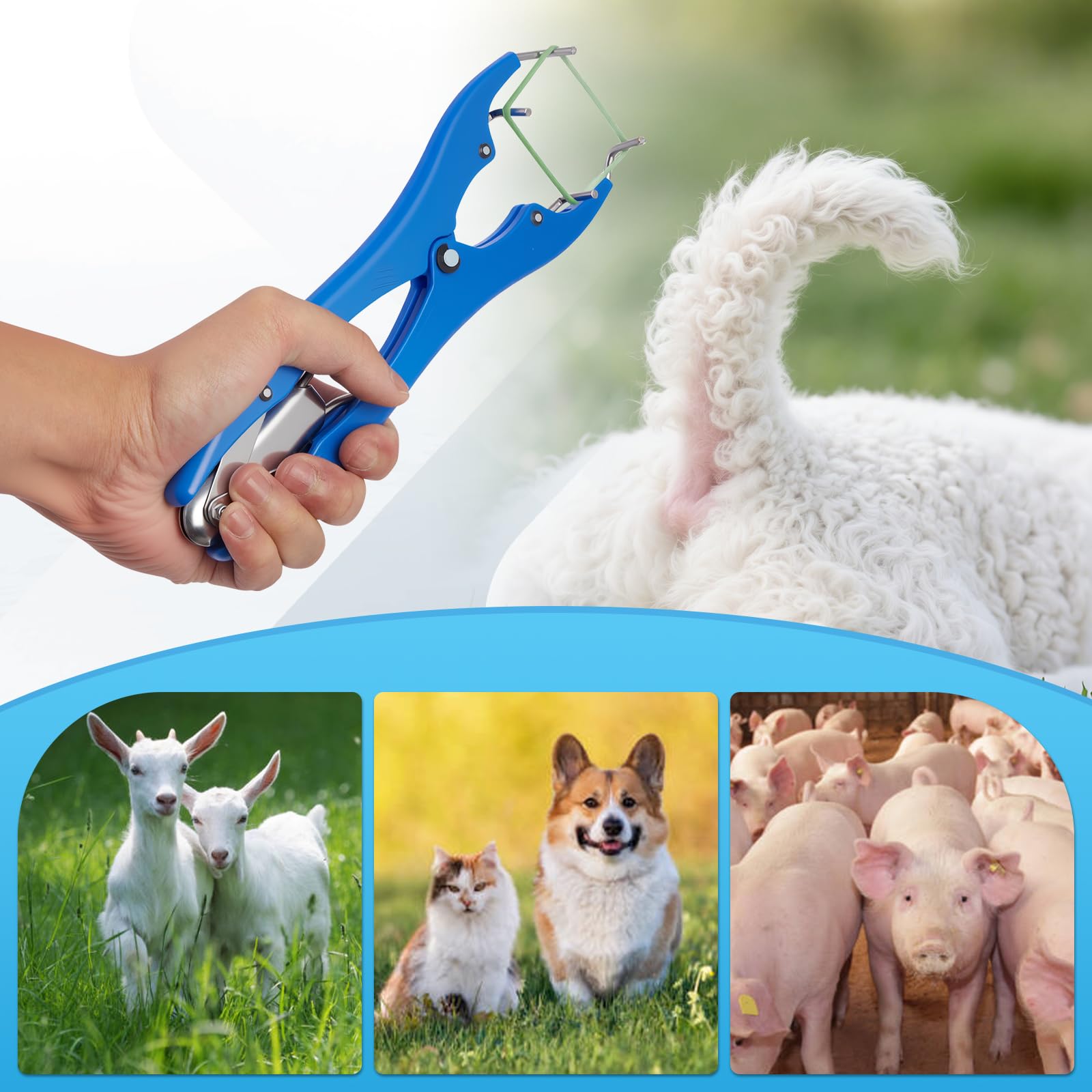 Ciltlurk triple-function ranch tool for bands, docking tails, and balloons.