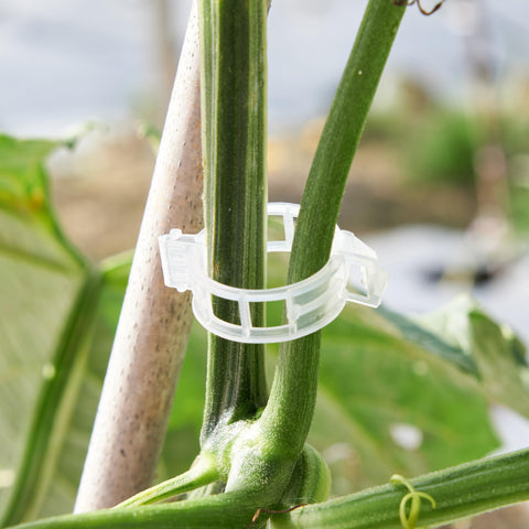 CIQIYO garden-clip-climbing-plants-white supports diverse climbers