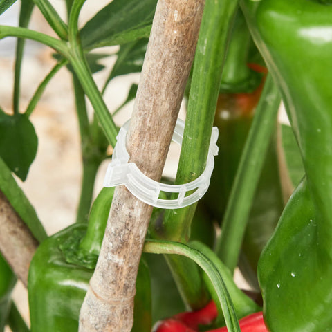 CIQIYO indoor-plant-clip-white enables lightweight vertical growth