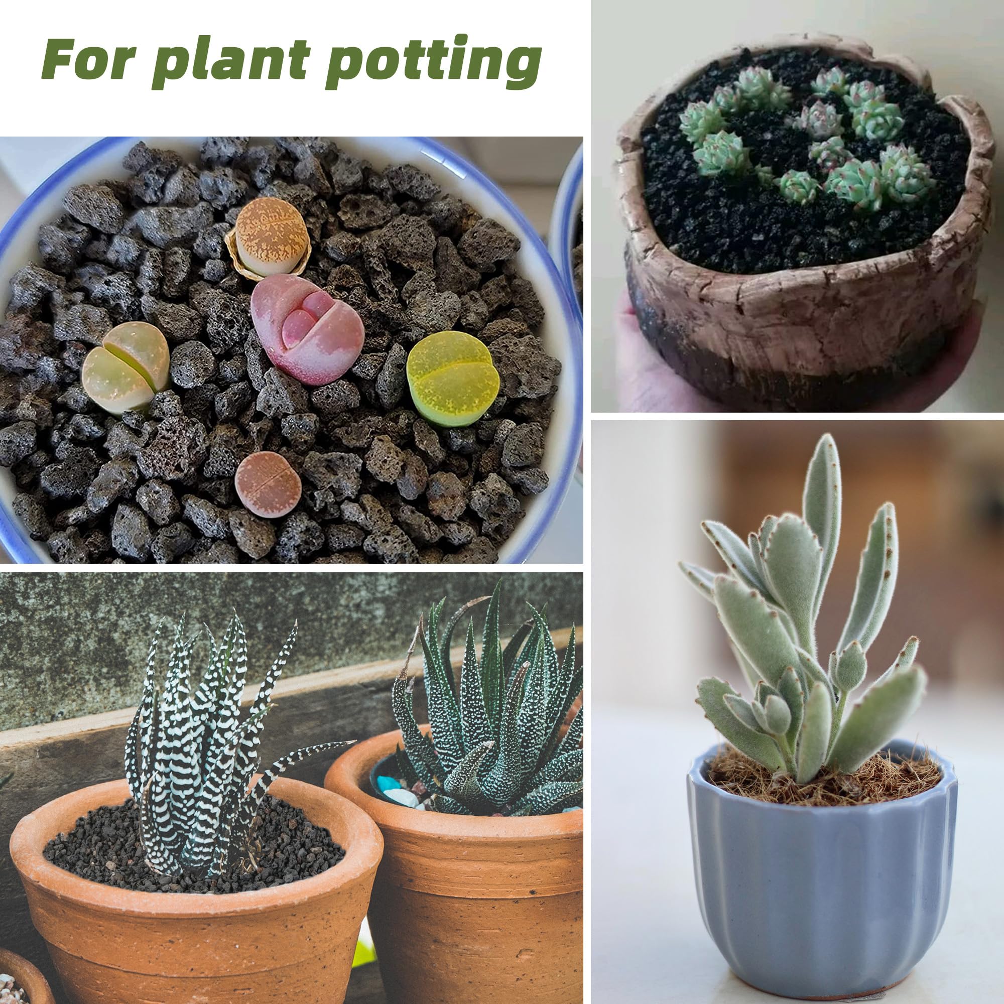 CJGQ 7LB lava rocks for succulents enhancing moisture regulation.