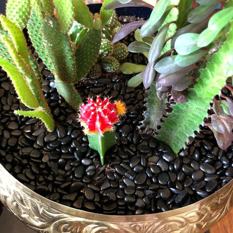 CJGQ black pebbles in succulent container for color and texture.