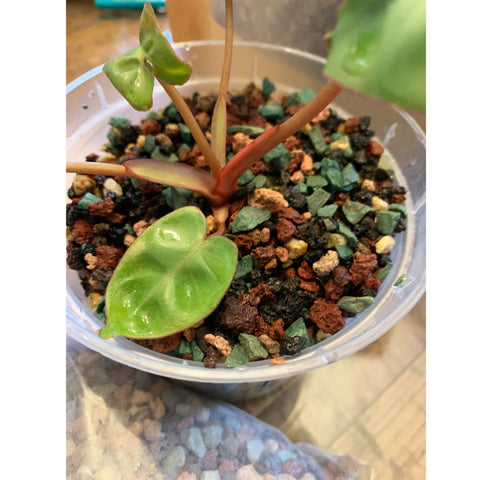 CJGQ bonsai and cactus potting stones improve drainage and aeration.