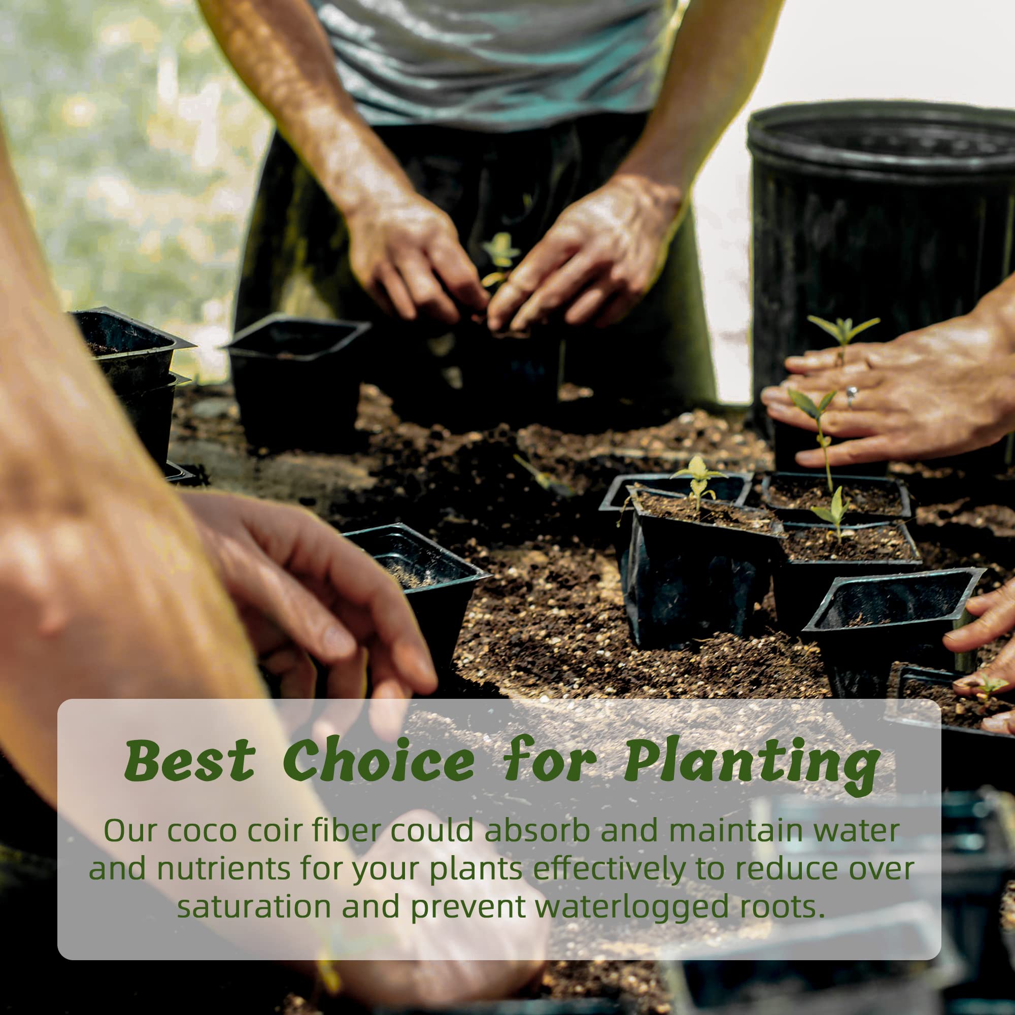CJGQ coco coir brick expands with water for soil-free planting
