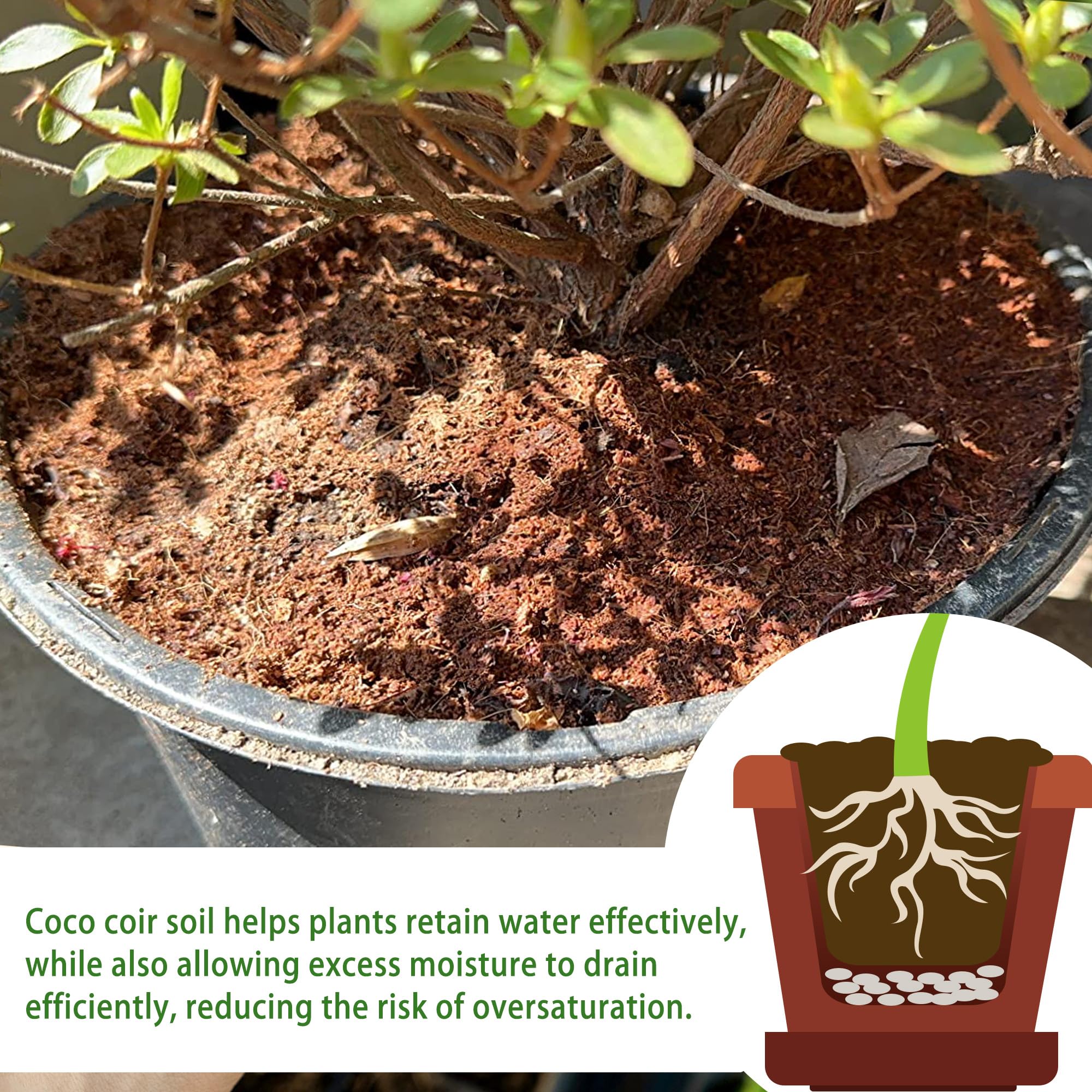 CJGQ renewable coconut soil provides breathable, moisture-retentive growing medium.