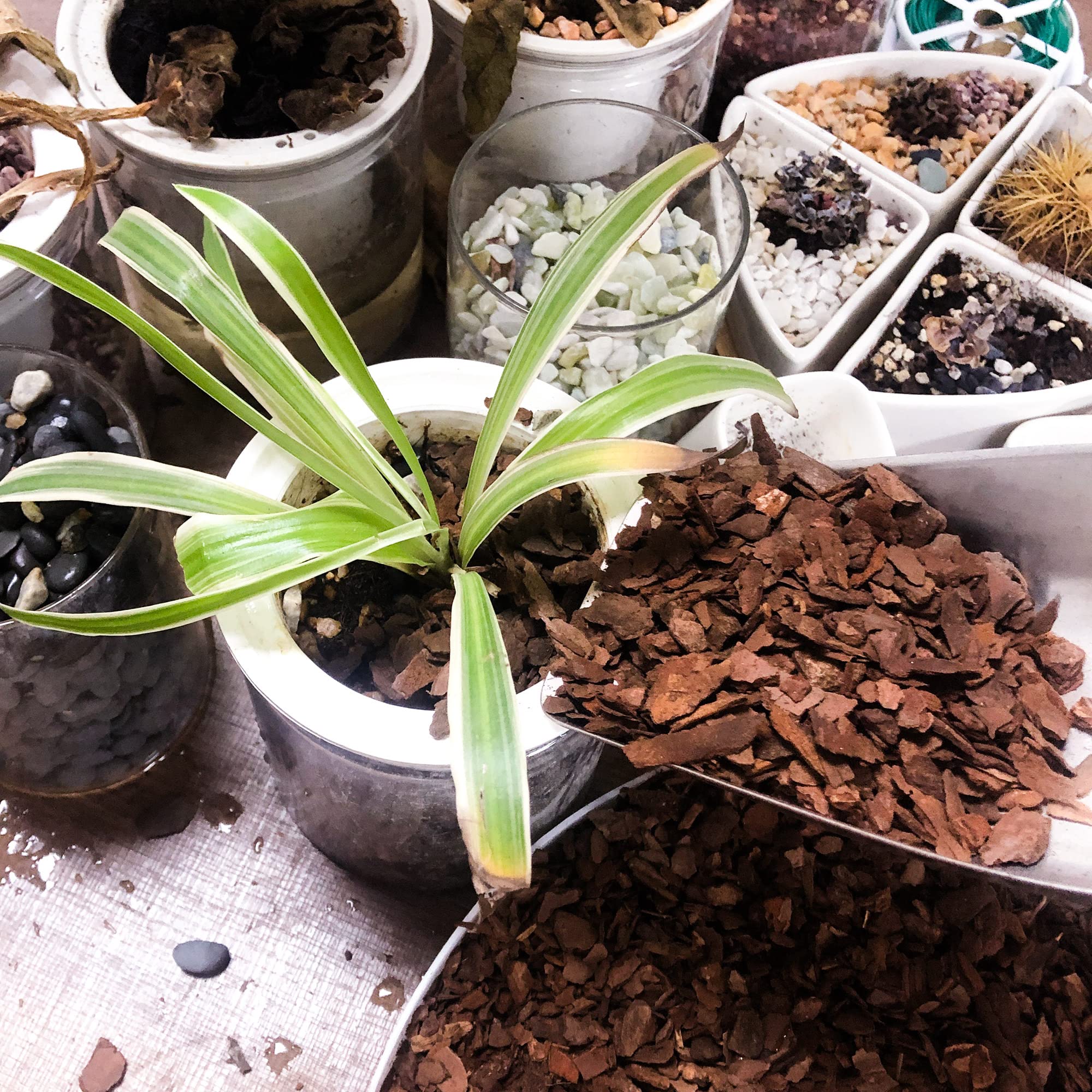 CJGQ drainage-friendly bark prepared for orchid care