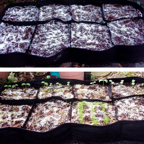 CJGQ perlite is great for seed germination and hydroponic systems
