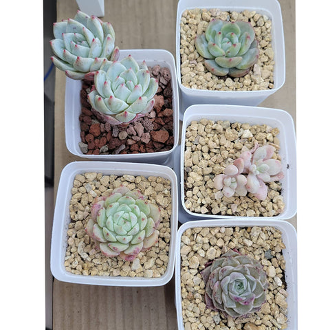CJGQ horticultural gravel for indoor plants balances soil and enhances display.