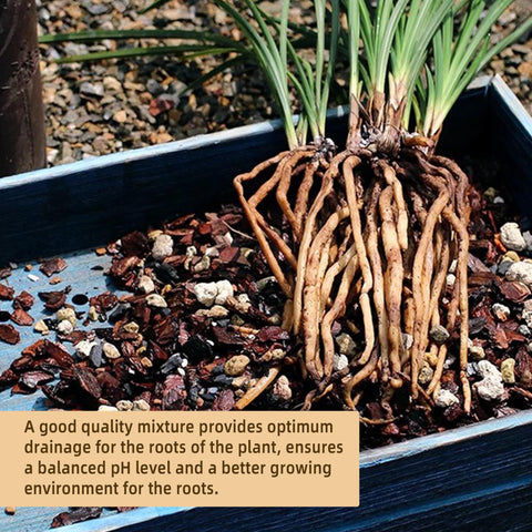 CJGQ lava rock balance aids pH stability for potted plants
