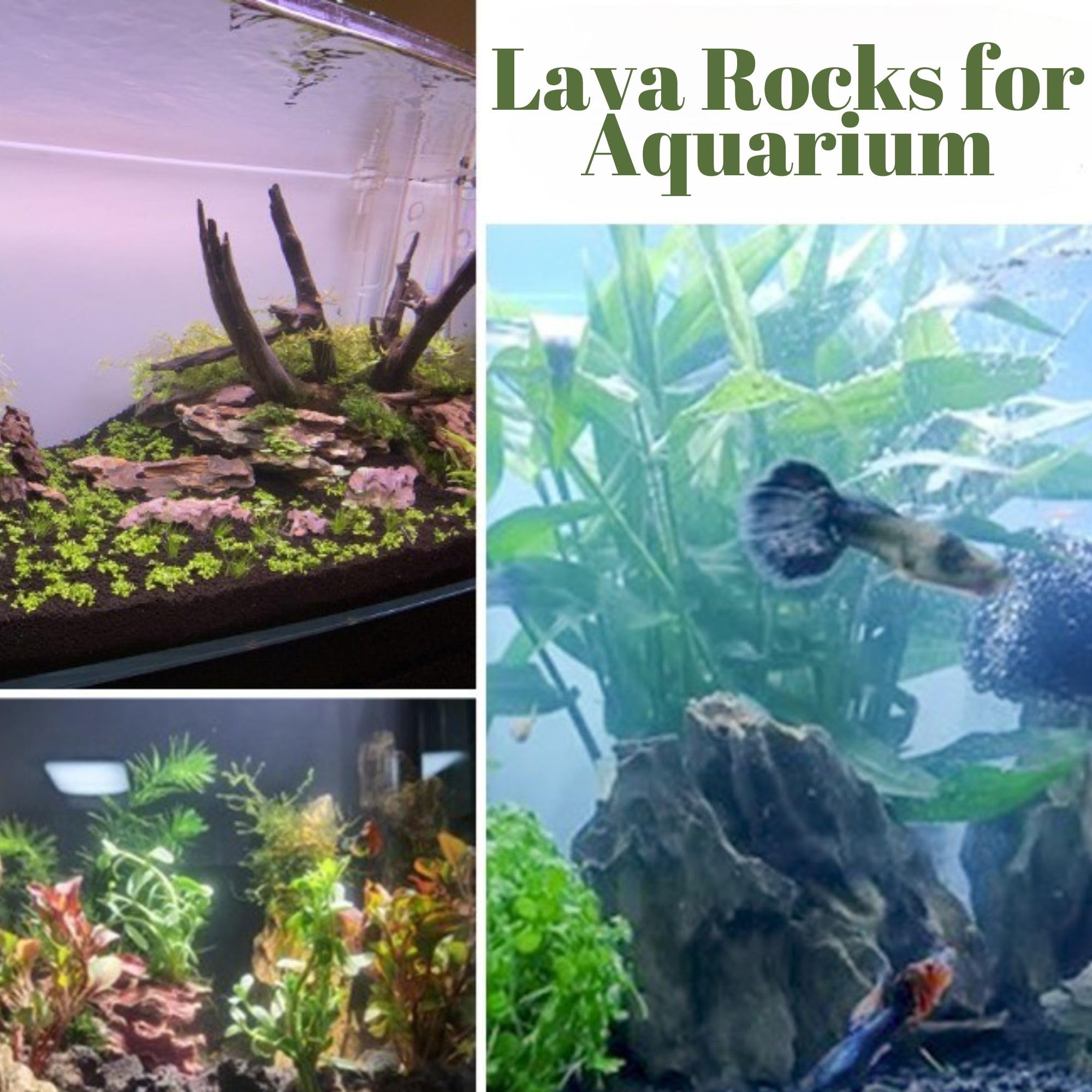 CJGQ lava rocks bottom drainage layer promotes healthier roots in pots