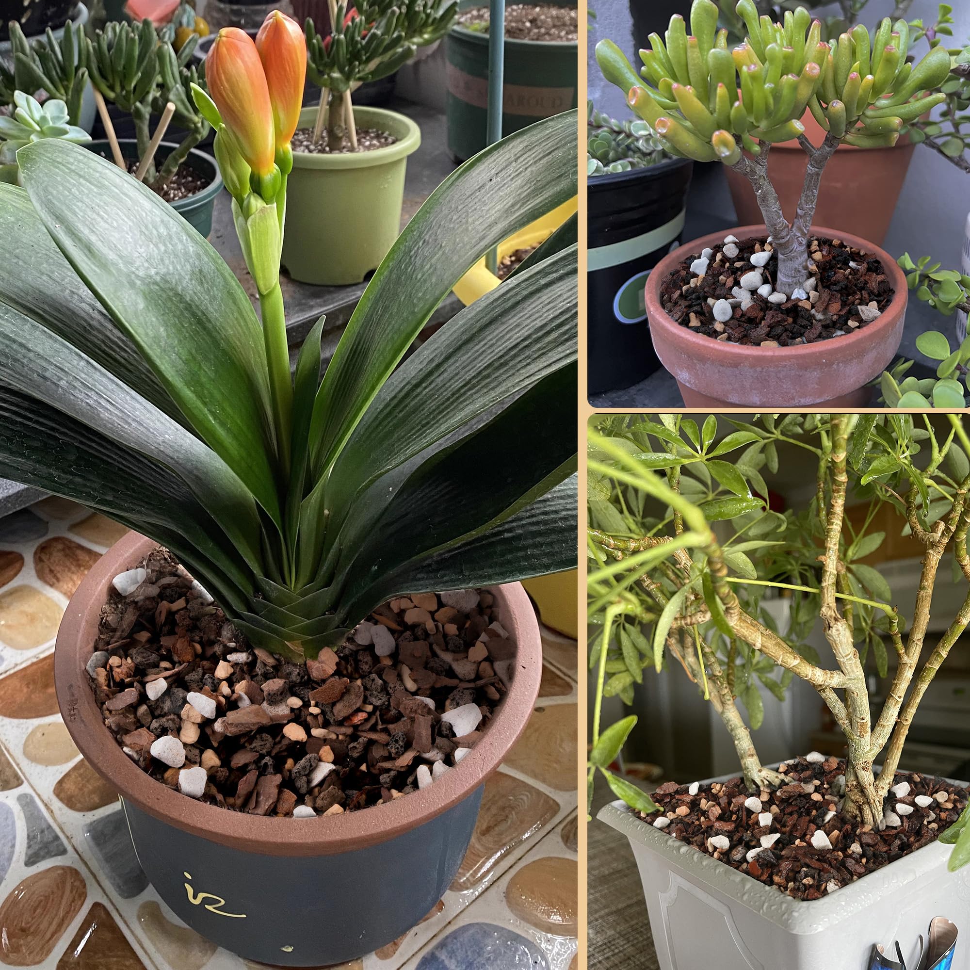 CJGQ Natural organic mix enhances plant substrate and aesthetic appeal.