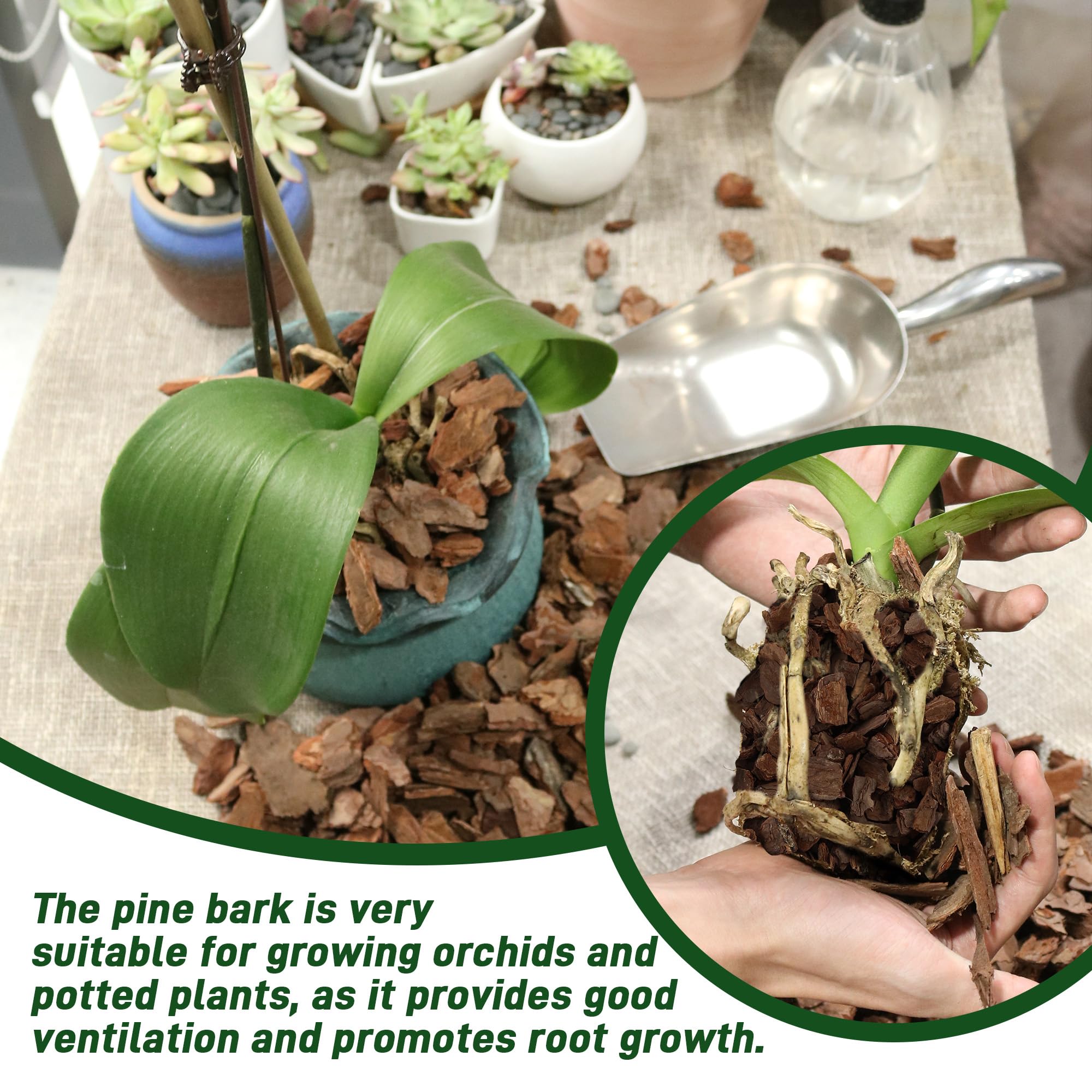 CJGQ orchid bark demonstrates airflow with a porous structure supporting roots.