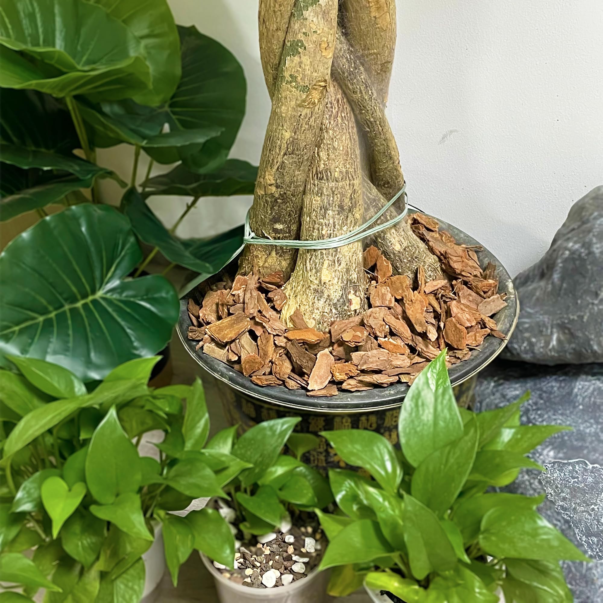 CJGQ orchid root protection mulch supports oxygen access and root health