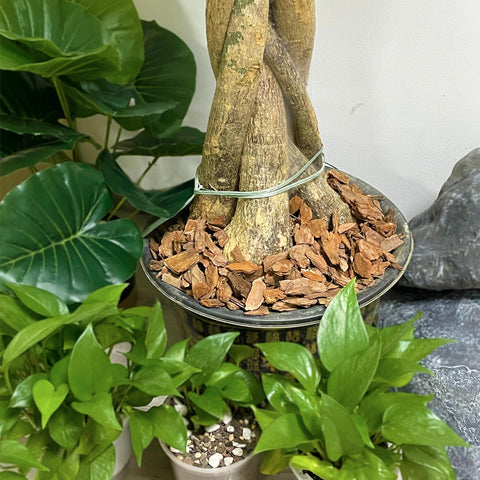 CJGQ orchid root protection mulch supports oxygen access and root health