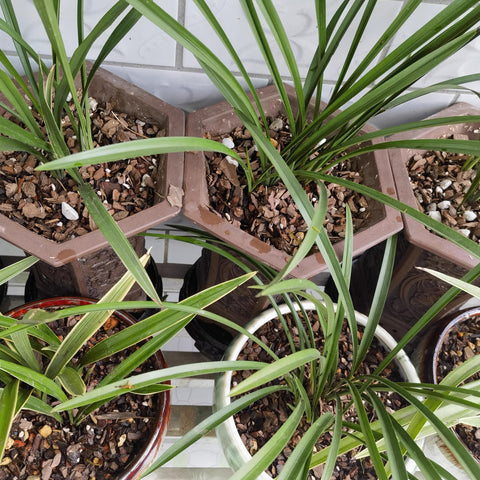 CJGQ ornamental substrate enhances plant color and display