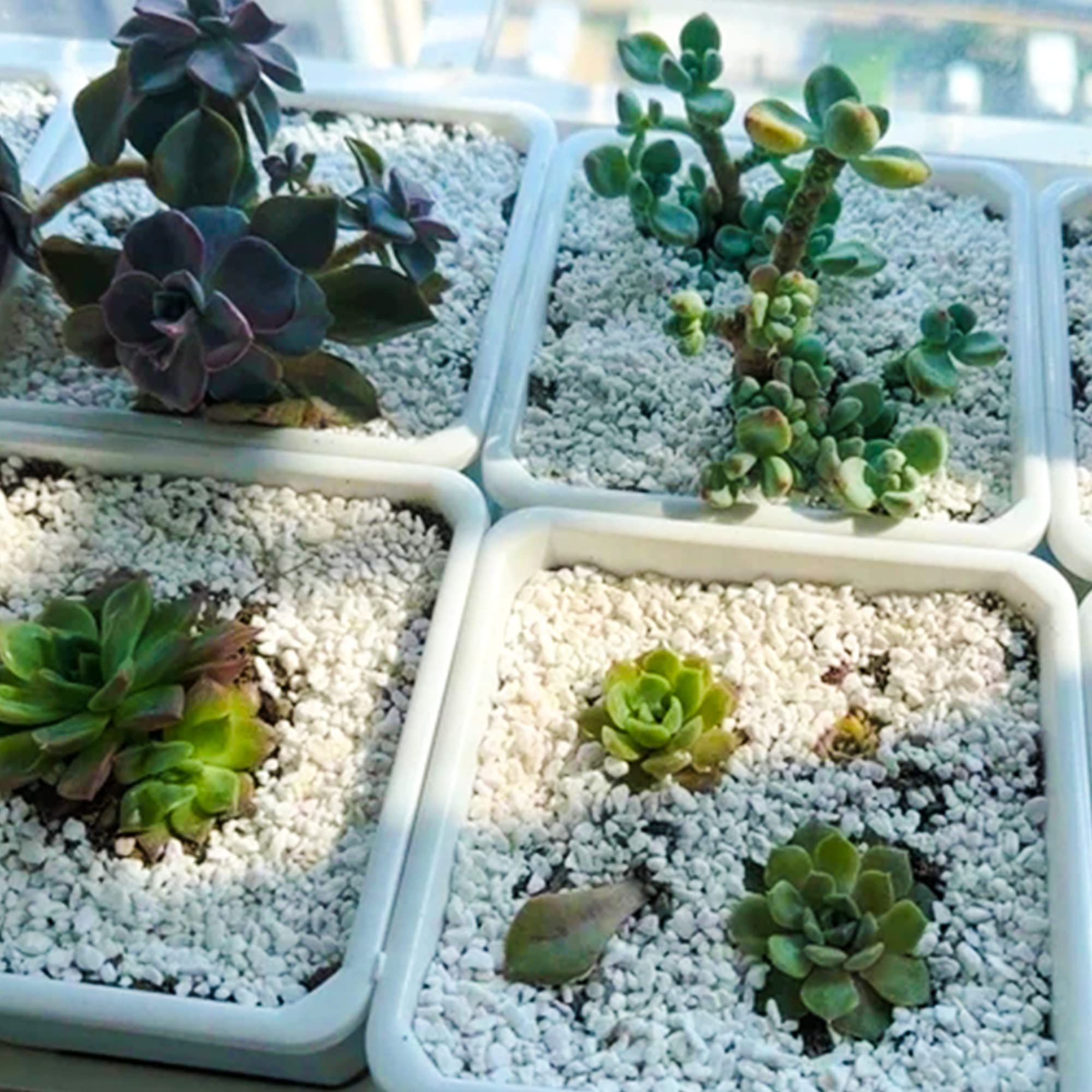 CJGQ perlite in hydroponics promotes steady airflow to roots.