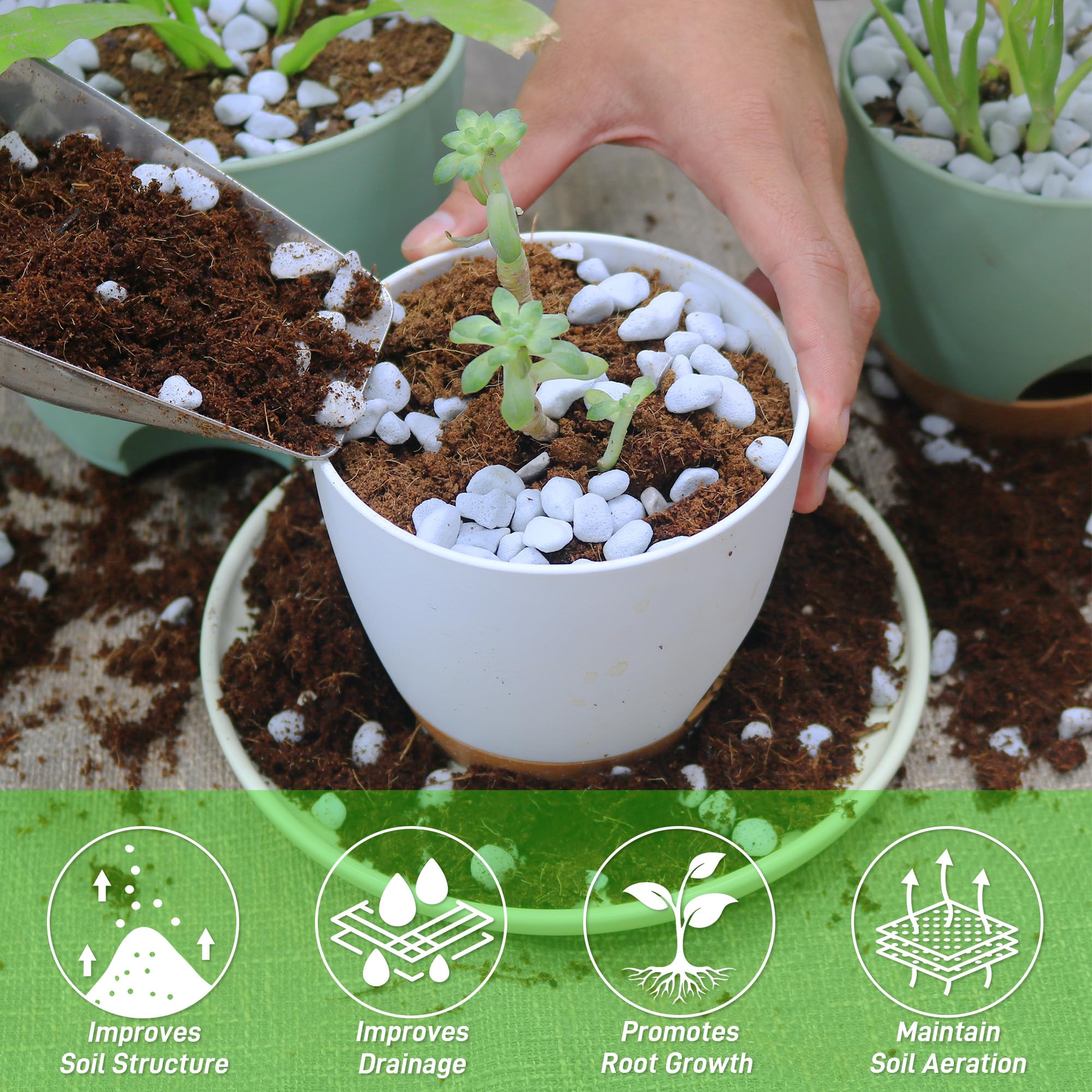 CJGQ perlite helps anchor roots of young plants