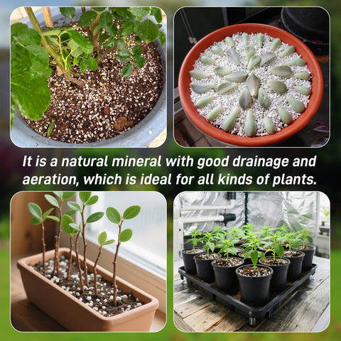 CJGQ perlite for succulents, cacti, and orchids in mixes